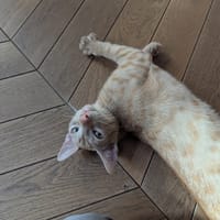 CHINY, chat à adopter