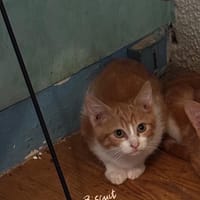 Biscuit, Brioche, Baloo, Betty et Biscotte, chat à adopter