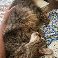 Sally, chatte à adopter