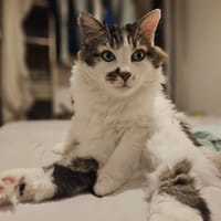 Hopper, chat à adopter