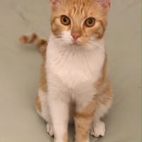 Harry, chat à adopter