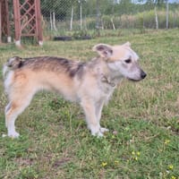 Runa, suczka do adopcji