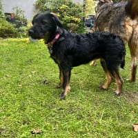 Paprotka, suczka do adopcji