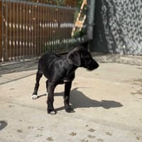 Jarzębinka, suczka do adopcji