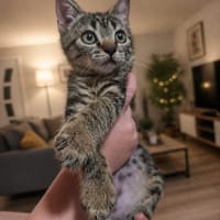 lee, chat à adopter