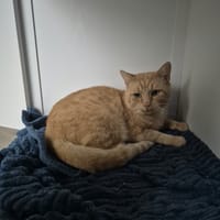 major, chat à adopter