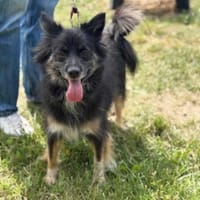 Wiesia, suczka do adopcji