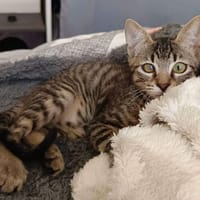 Forest, chat à adopter