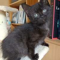 Morticia, chatte à adopter