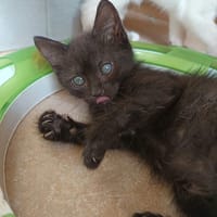 Mercredi, chatte à adopter