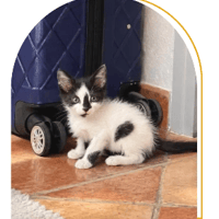 Nami, chatte à adopter