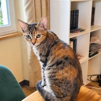 Erica, chatte à adopter