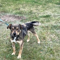 Baster, pies do adopcji