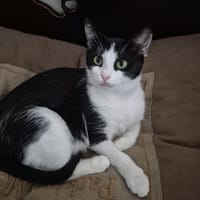 Snoepie, poezen ter adoptie