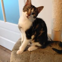 Donald, katers ter adoptie