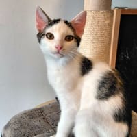 Jut, katers ter adoptie