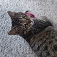 Lilly, poezen ter adoptie