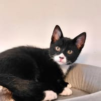 Bloosje, katers ter adoptie