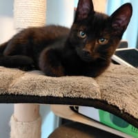 Grumpie, katers ter adoptie