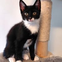 Dommel, katers ter adoptie