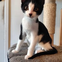Kwek, katers ter adoptie