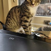 Solo, katers ter adoptie