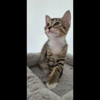 SALMA, chatte à adopter