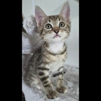 MILA, chatte à adopter