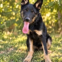Reva-Junger Rüde sucht erfahrenes Zuhause mit klarer Führung, Hund zur Adoption