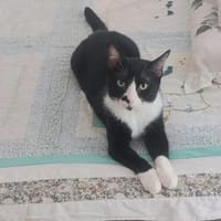 Milo Freundlicher Kater sucht Familie zum Kuscheln, Kater zur Adoption
