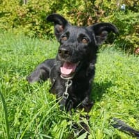 Die liebe Michela sucht ihr Zuhause, Hündin zur Adoption