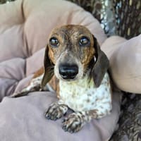 NIKKI ist klein und fröhlich!, Hündin zur Adoption