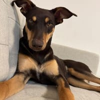 Rosa  eine liebevolle Seele sucht ihr Für-immer-Zuhause, Hündin zur Adoption