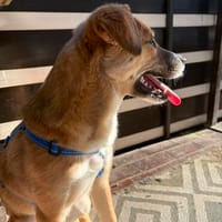 NOTFALL Sebi in 88521 Ertingen, Hund zur Adoption