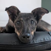 WENDY - neugierige, sensible Junghündin, Hündin zur Adoption