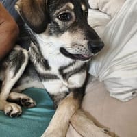 Monty  bereit, dein Leben auf den Kopf zu stellen?, Hund zur Adoption