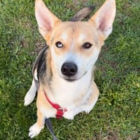 Nino, Hund zur Adoption