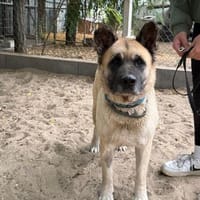 Szamira-Loyale Akita-Dame sucht Menschen mit Erfahrung und H, Hündin zur Adoption