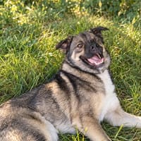 Bob  anhänglich, wachsam und sensibel, Hund zur Adoption