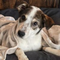 JOSCHI - aktiv & fröhlich im Rolli unterwegs, Hund zur Adoption