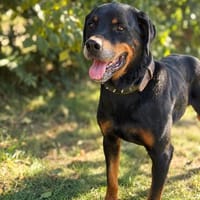 Muzafer -Großer Schatz mit einem Herzen voller Hoffnung, Hund zur Adoption