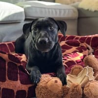 Jeffres - ein verspielter Schmusebär sucht Menschen, die ihm, Hund zur Adoption