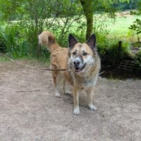 Henry sucht ein neues Zuhause, Hund zur Adoption