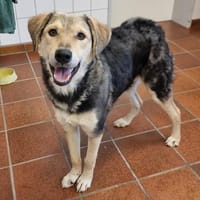 MyBoy, toller Jungrüde sucht Zuhause, Hund zur Adoption