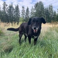 Ruhige freundliche lebensfrohe Hundedame, Hündin zur Adoption