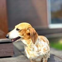 Tolle SAYANA wartet auf Sie!, Hündin zur Adoption