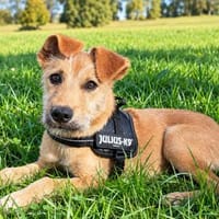 Marcy💕ausgesprochen liebe, menschenbezogene Hündin, Hündin zur Adoption