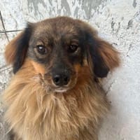 ❤🐾 CARUSO. Freundlich u. Zurückhaltend, Hund zur Adoption
