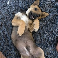 Zoom  klein, besonders und voller Persönlichkeit 🥰, Hund zur Adoption