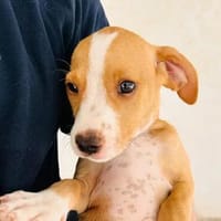 Pina4, niedliche Welpin, sucht ihre Familie/Pflegestelle, Hündin zur Adoption